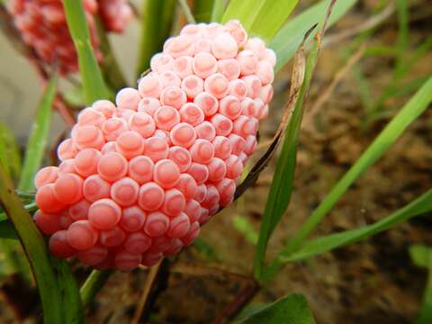 Image of Channeled Applesnail