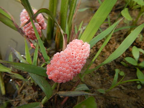 Image of Channeled Applesnail