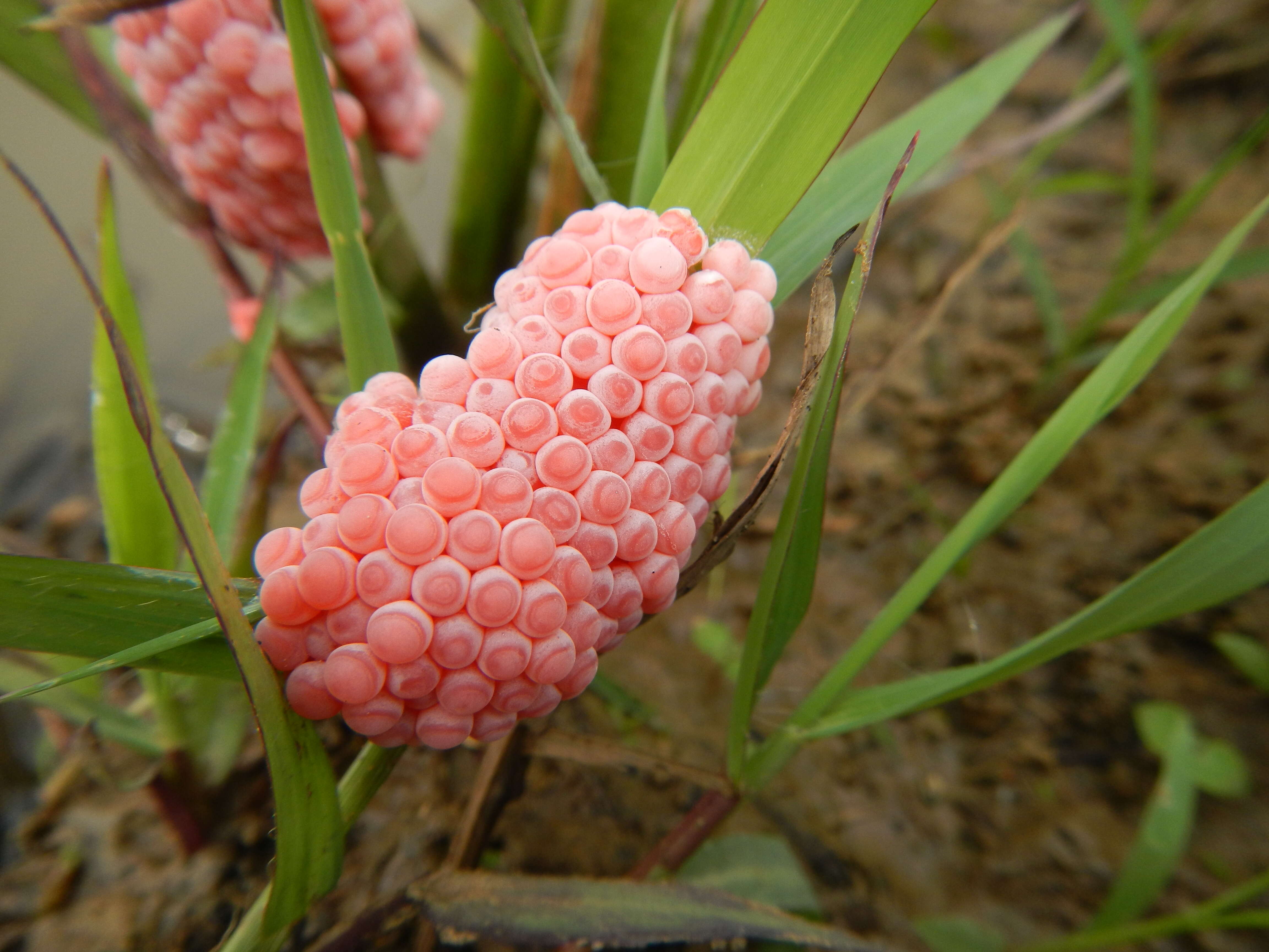 Sivun Pomacea canaliculata (Lamarck 1822) kuva