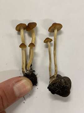 Image of Agrocybe arvalis (Fr.) Singer 1936