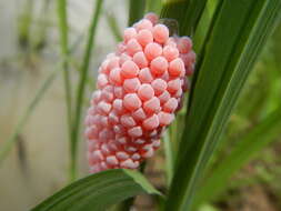 Image of Channeled Applesnail