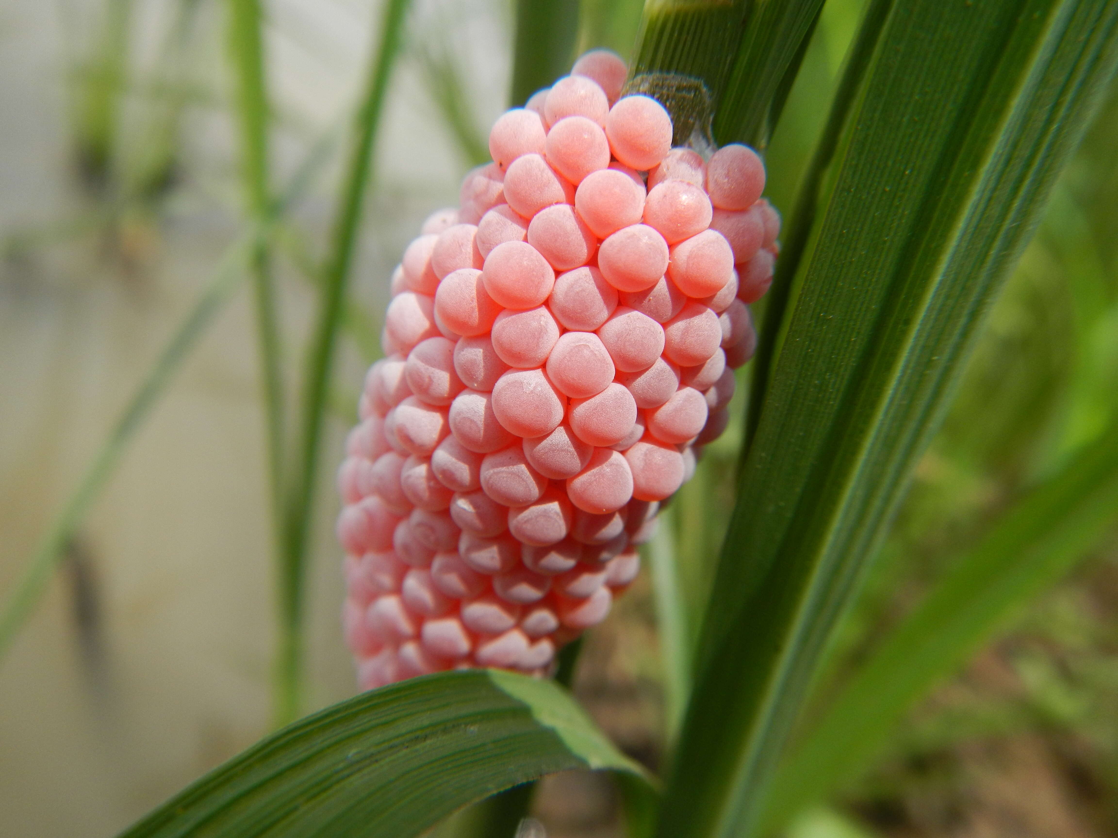 Sivun Pomacea canaliculata (Lamarck 1822) kuva