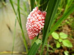 Sivun Pomacea canaliculata (Lamarck 1822) kuva