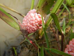 Sivun Pomacea canaliculata (Lamarck 1822) kuva