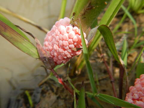 Image of Channeled Applesnail