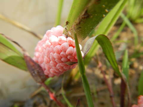 Image of Channeled Applesnail