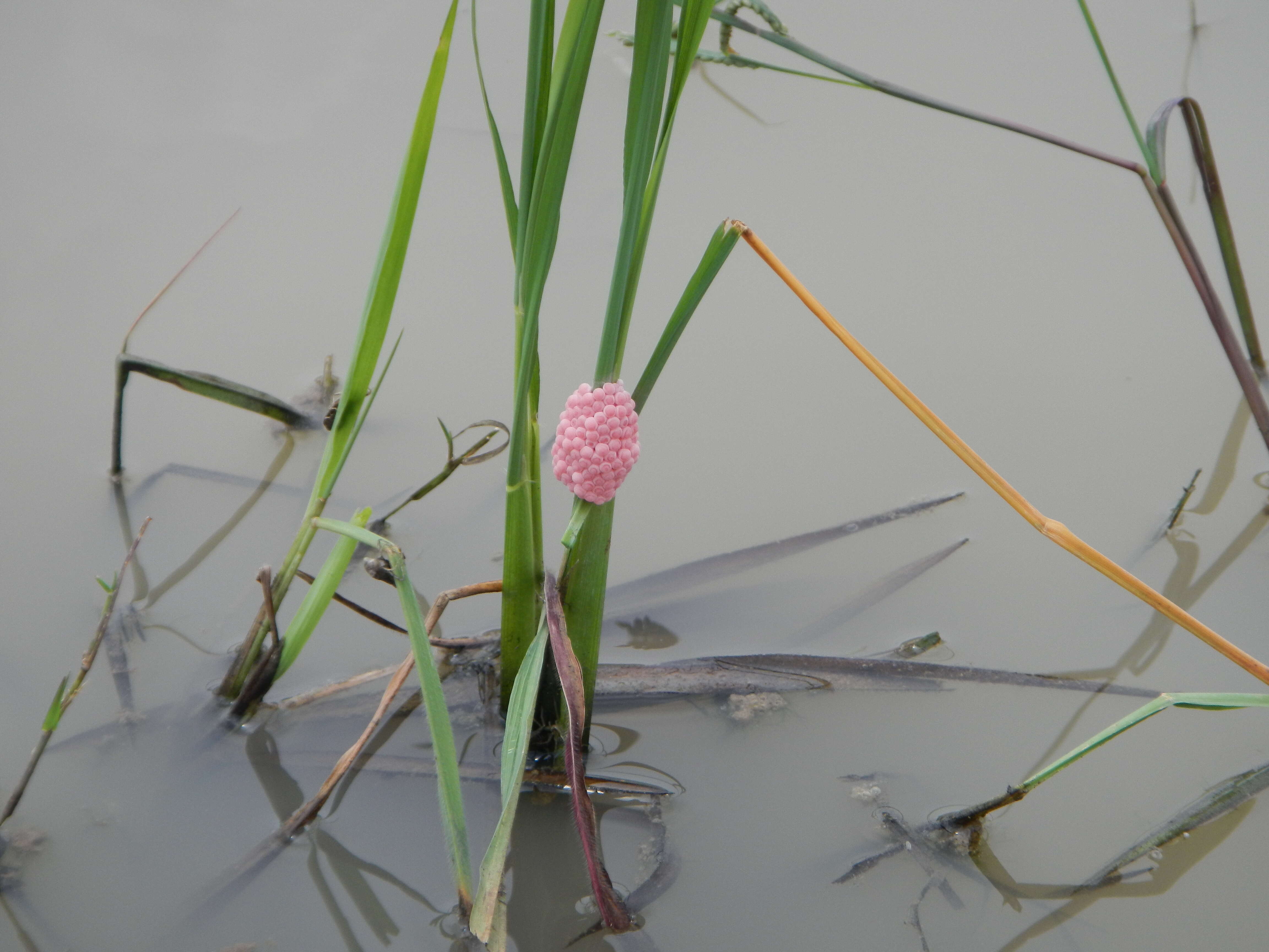 Image of Channeled Applesnail