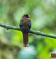 Imagem de Trogon personatus Gould 1842