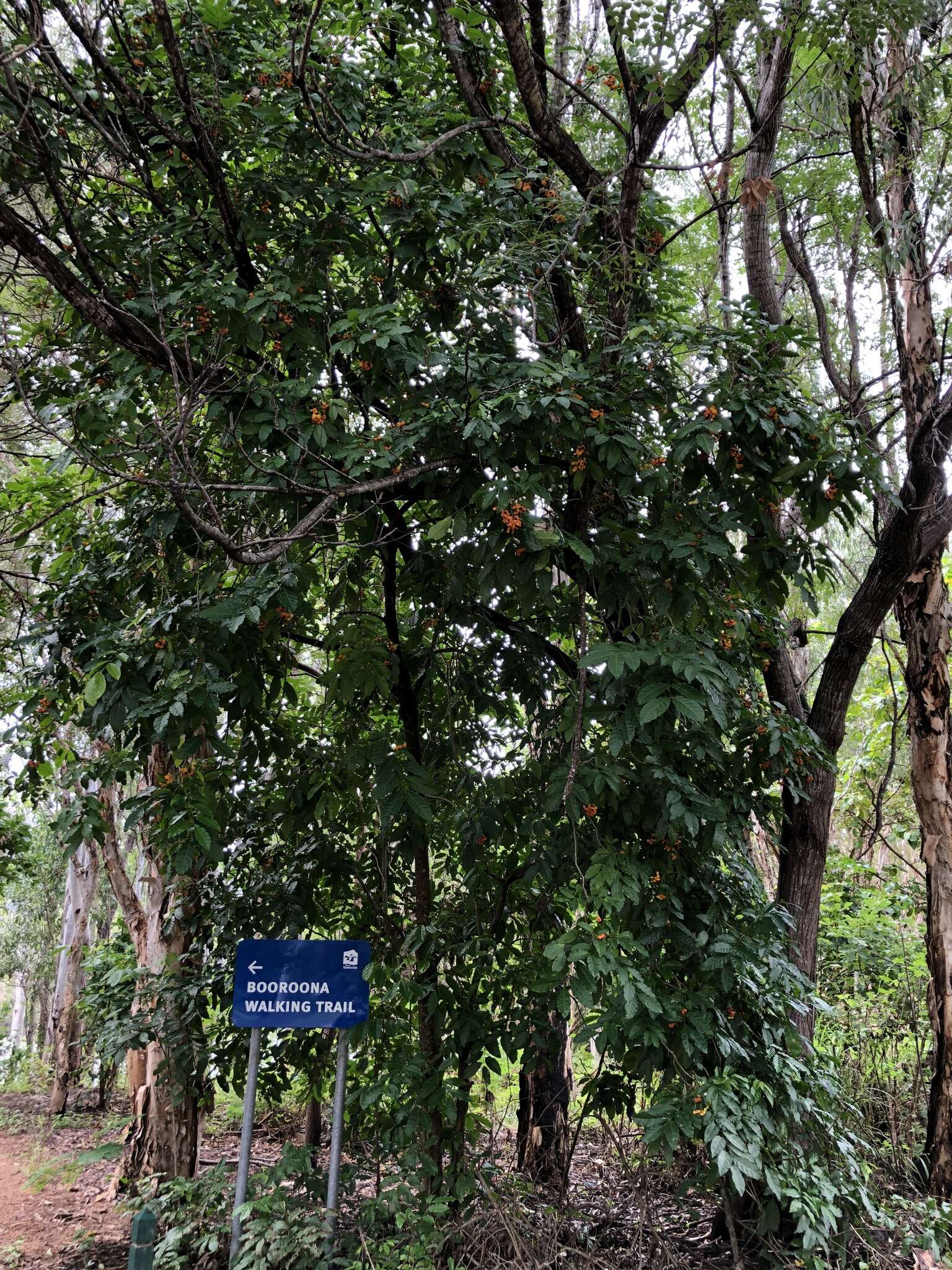 Imagem de Harpullia pendula Planch. ex F. Müll.