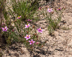 Chironia linoides subsp. nana Verdoorn resmi