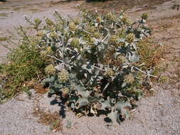 Image of sea-holly