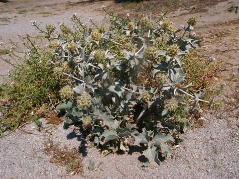 Image of sea-holly