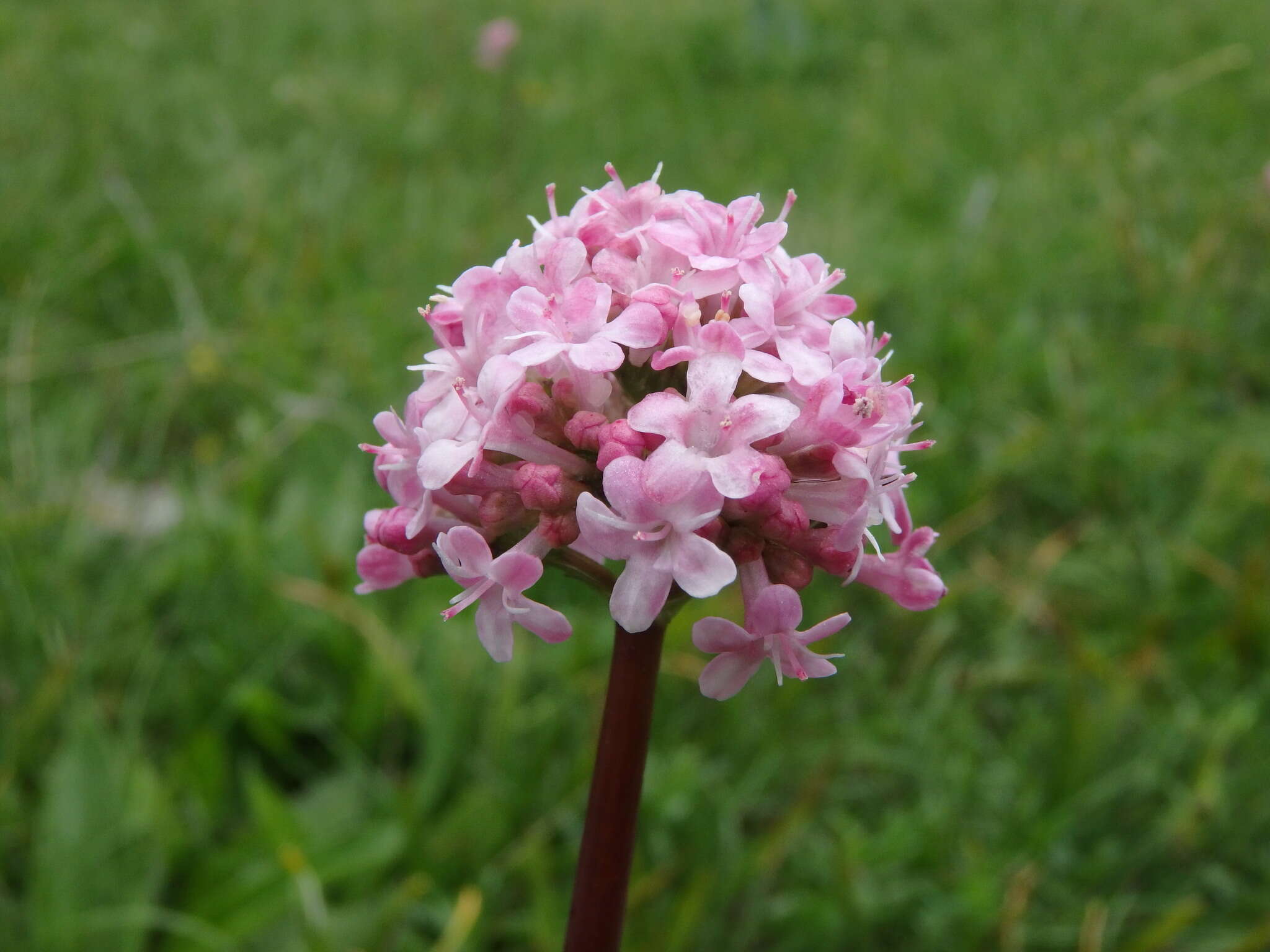 Imagem de Valeriana dioscoridis Sibth. & Sm.