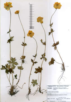 Image of Trollius sibiricus Schipczinsky