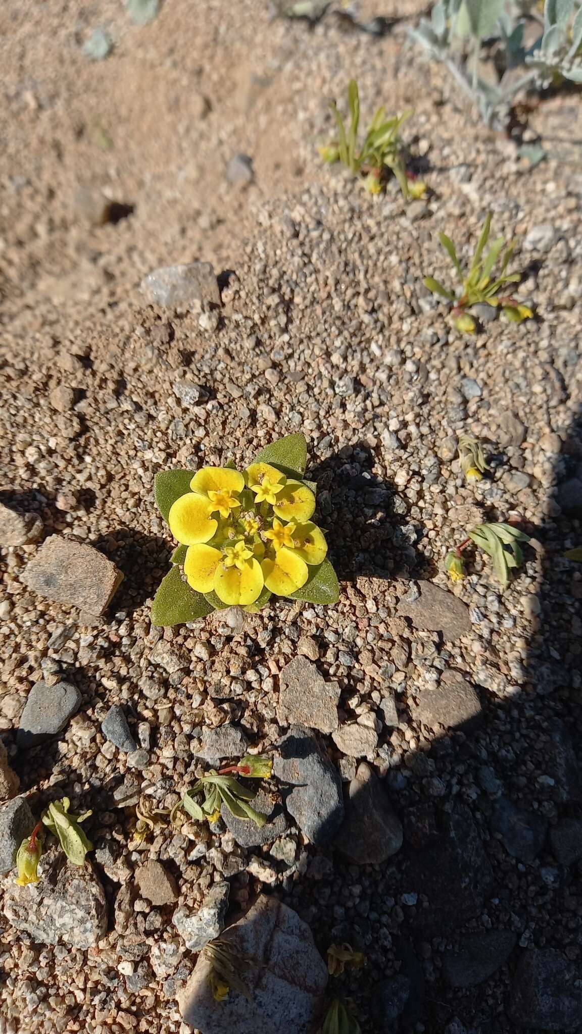 Image of Cruckshanksia pumila Clos