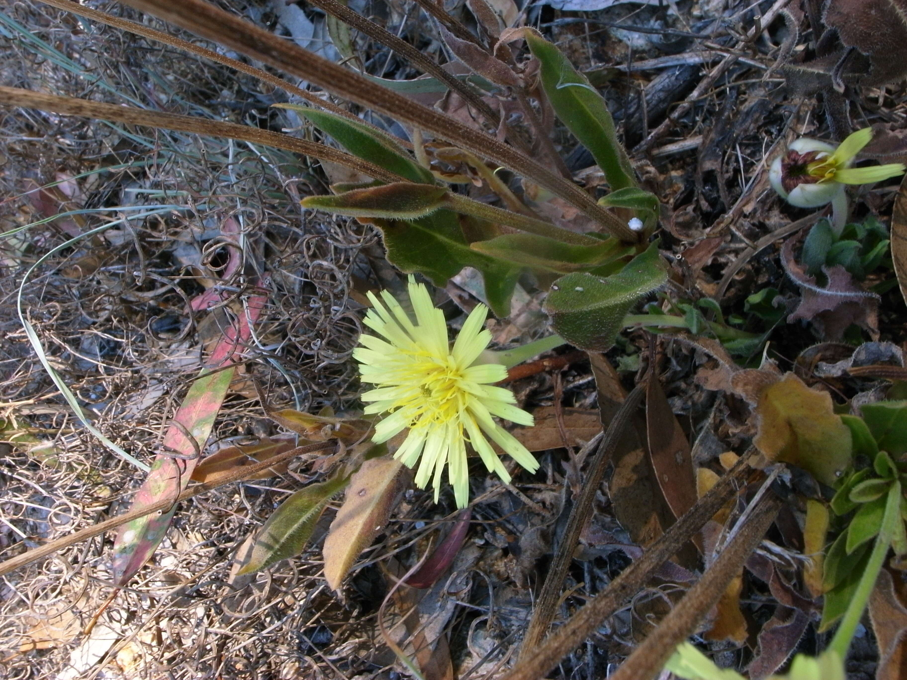 Image of Smooth Golden Fleece