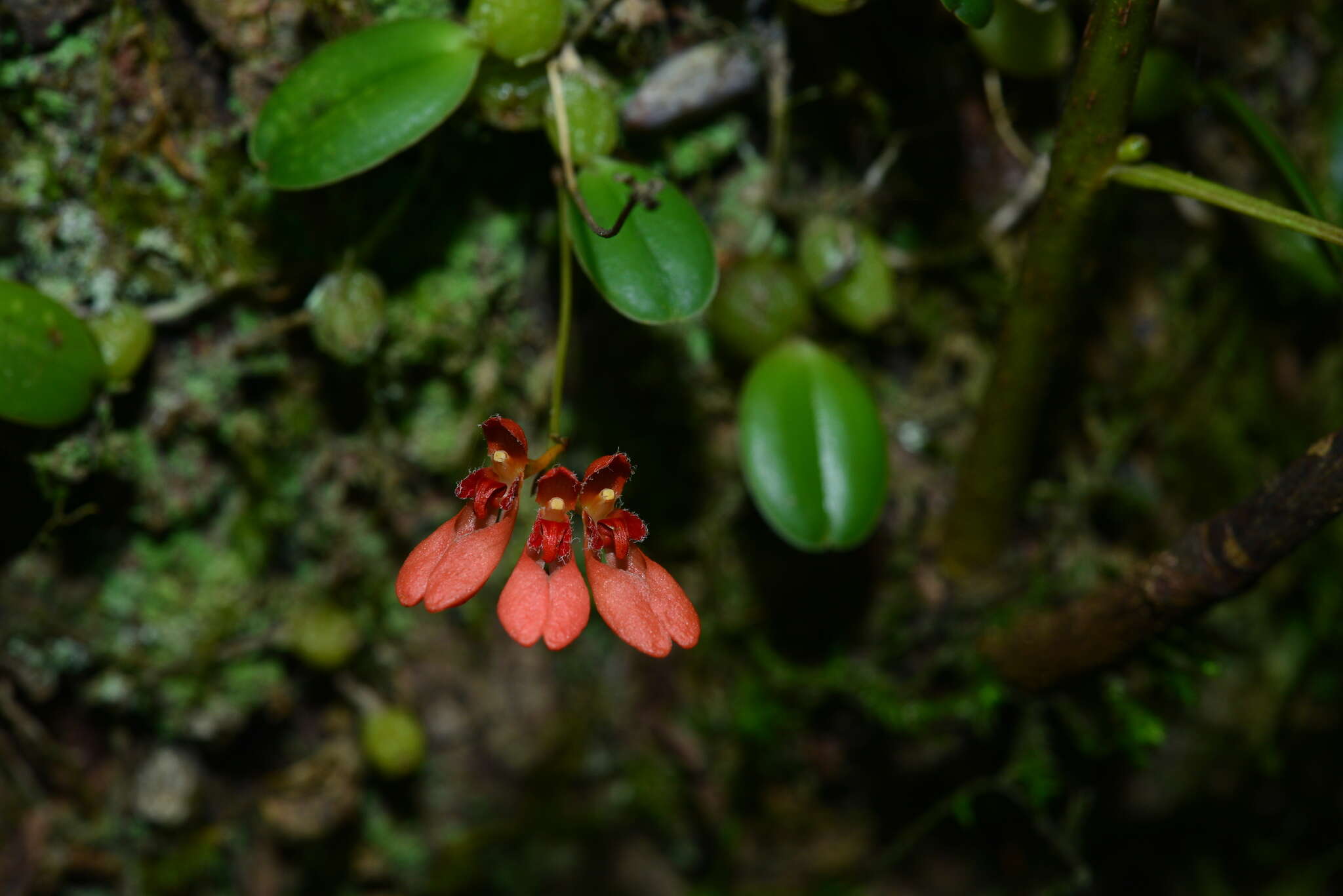 Image de Bulbophyllum albociliatum (Tang S. Liu & H. Y. Su) K. Nakaj.