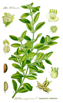 Image of Buxus sempervirens