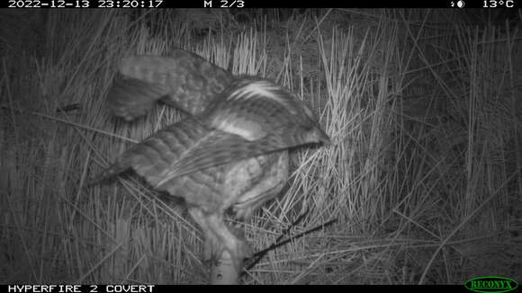 Image of Australian Masked Owl