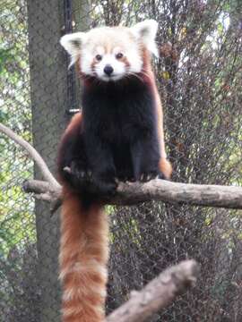 Image of Red panda