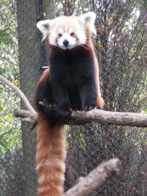 Image of red pandas