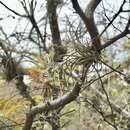 Image of Tillandsia disticha Kunth