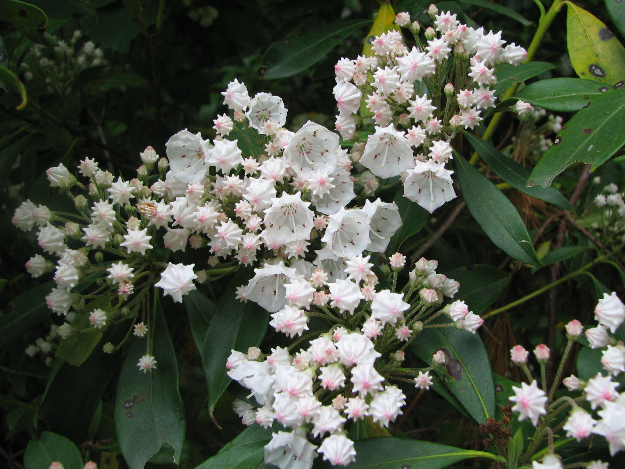 Image of mountain laurel