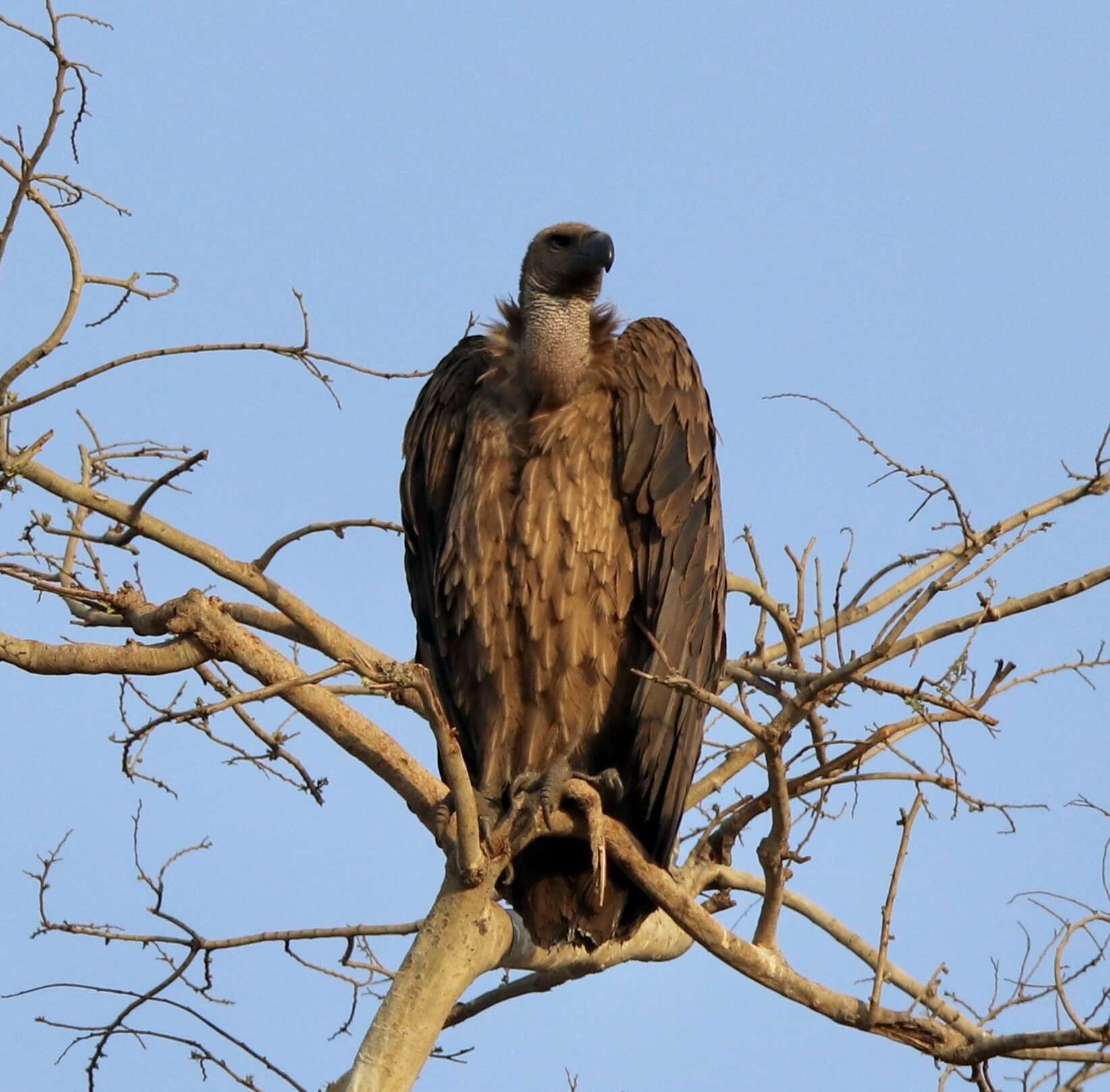 Image of Asian White-backed Vulture