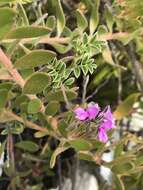 Image of <i>Indigofera <i>alopecuroides</i></i> var. alopecuroides