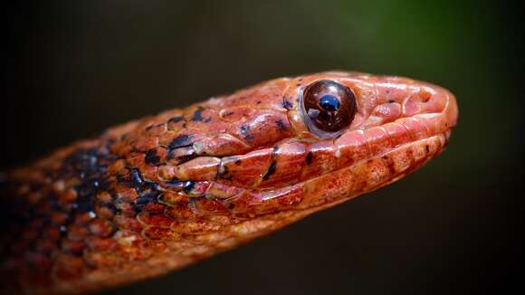 Imagem de Nerodia clarkii compressicauda Kennicott 1860