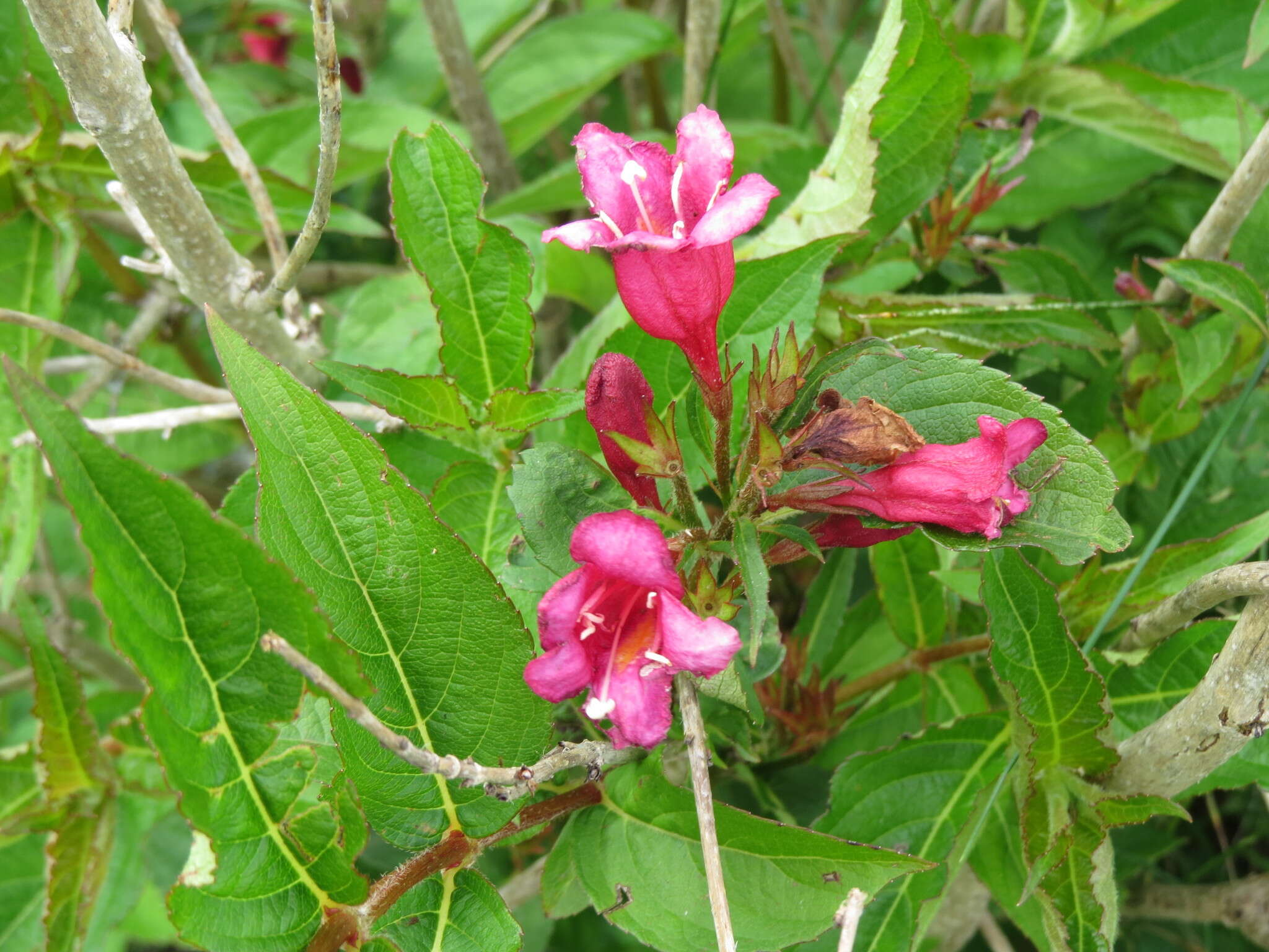 Image of crimson weigela