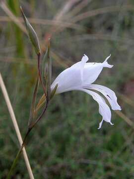 Image of Gladiolus vaginatus F. Bolus