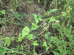 Image of Tartary buckwheat
