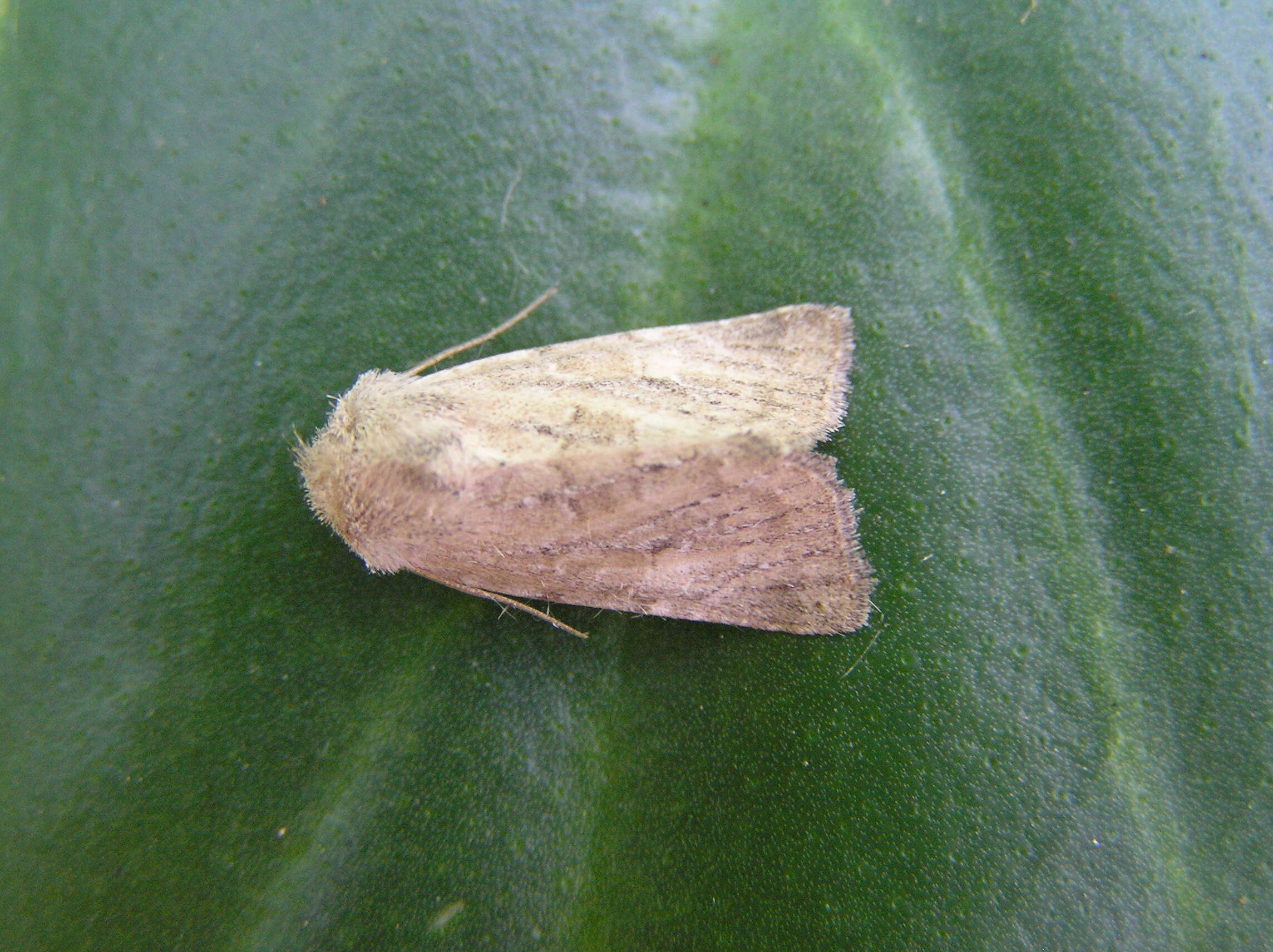 Image of small dotted buff