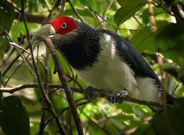 Image of Red-faced Malkoha