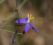 Image de Thelionema caespitosum (R. Br.) R. J. F. Hend.