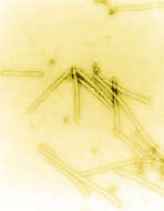 Image of Tobacco mosaic virus