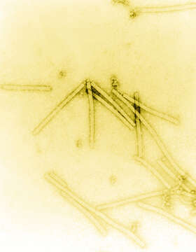 Image of Tobacco mosaic virus