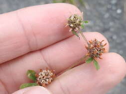 Image of clustered clover