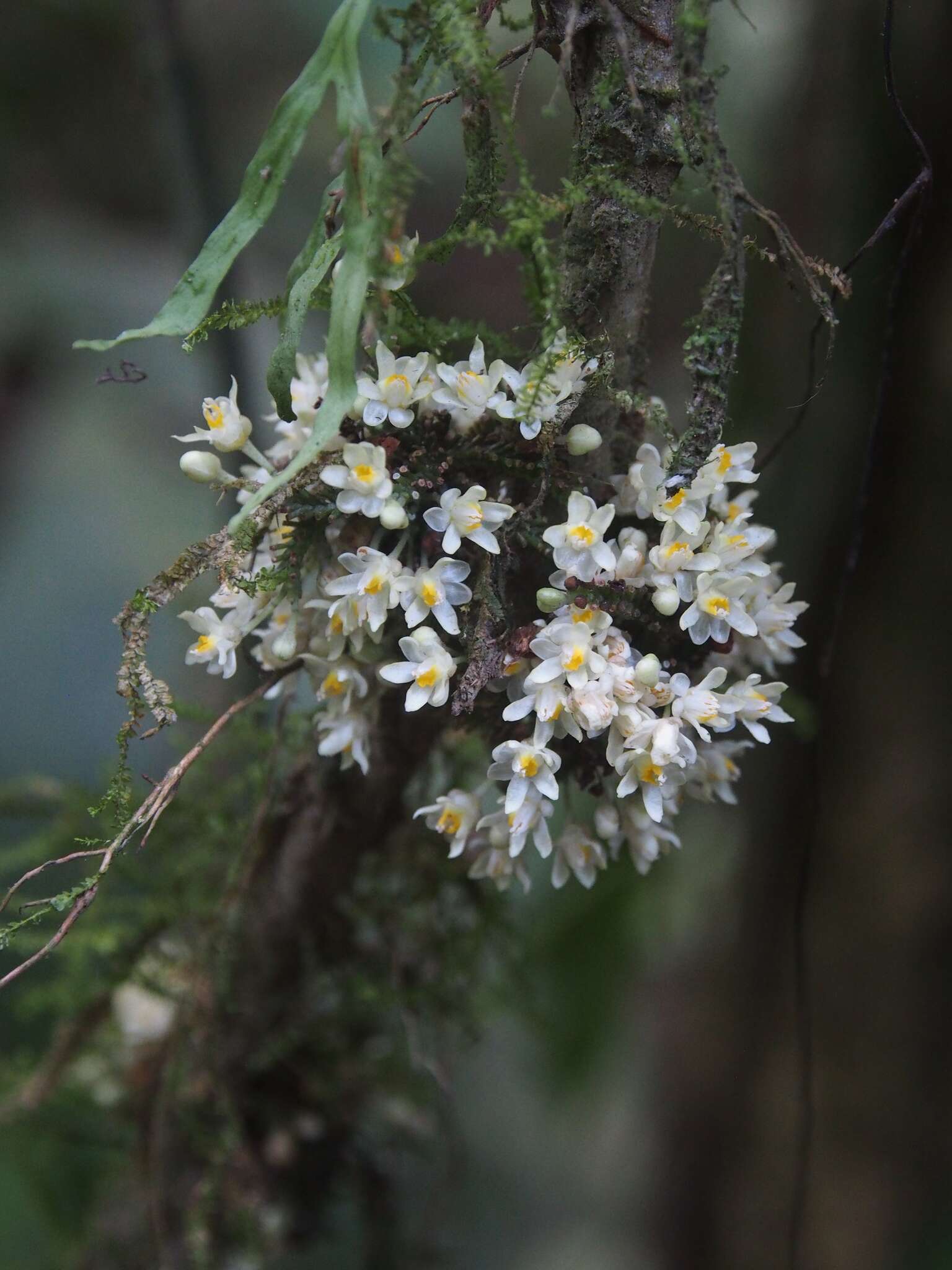 Слика од Paullinia serjaniifolia Triana & Planch.