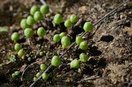 Image of Asterella palmeri (Austin) Underw.