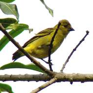 Image of Hooded Siskin