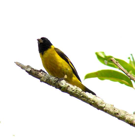 Image of Hooded Siskin