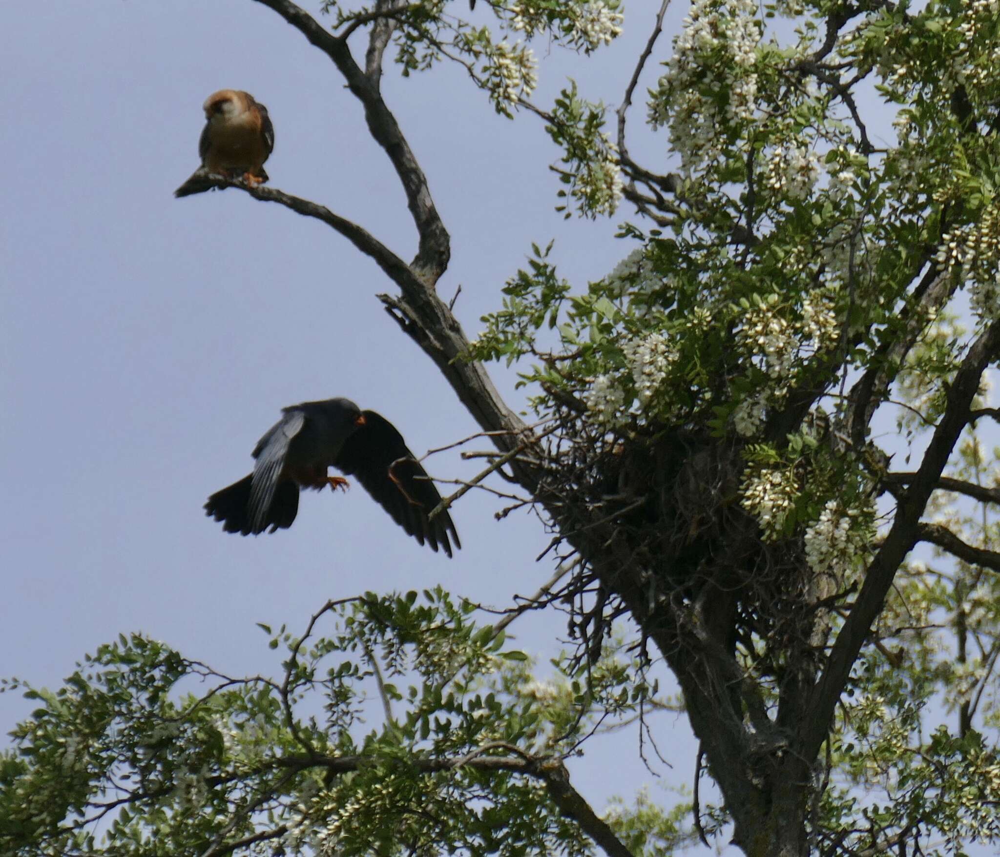 Image of Red-footed Falcon