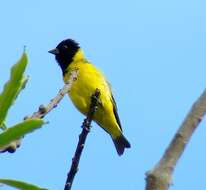 Image of Hooded Siskin