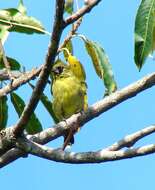 Image of Hooded Siskin