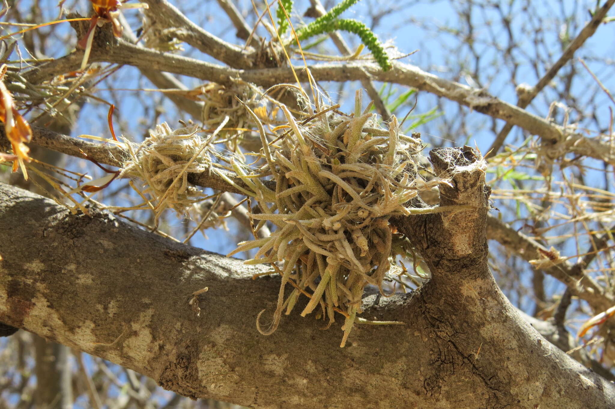 Sivun Tillandsia recurvata (L.) L. kuva