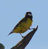 Image of Hooded Siskin