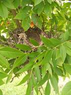 Image of Chalk-browed Mockingbird