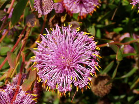 Image of Isopogon cuneatus R. Br.